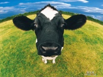 funny-farm-animals-04